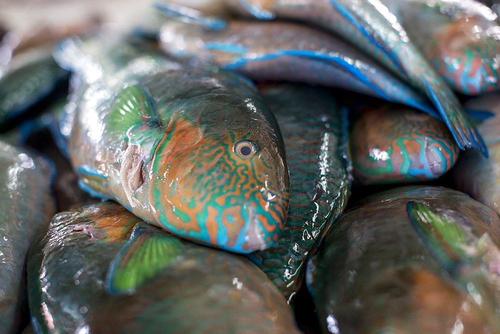 Parrotfish (Scaridae) an important herbivore in the coral reef ecosystem, for sale in Kudat fish market, Sabah, Malaysian Borneo, Malaysia, Southeast Asia, Asia 