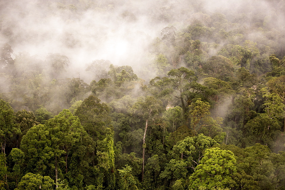 Rain mist rising from the forest canopy in Danum Valley, Sabah, Malaysian Borneo, Malaysia, Southeast Asia, Asia 