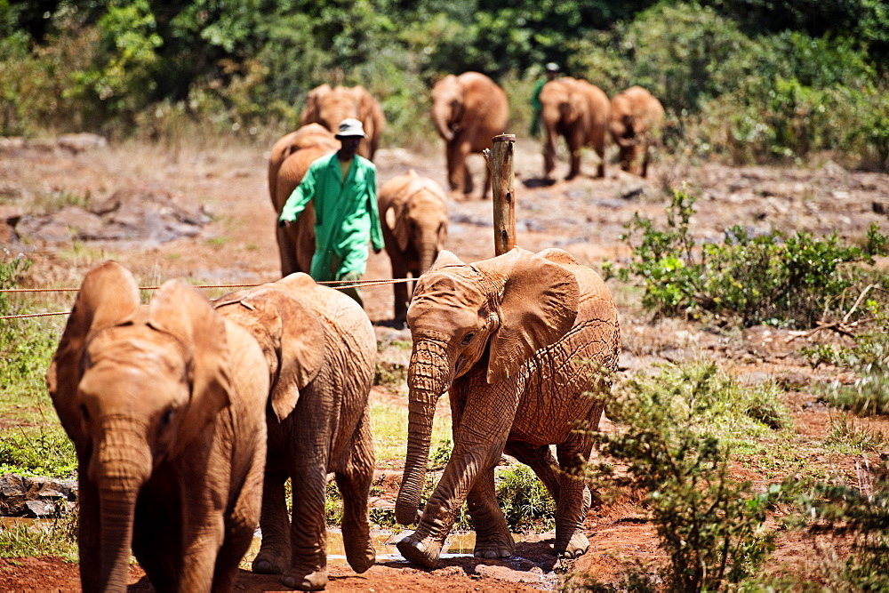 The David Sheldrick Elephant Orphanage takes in juvenile elephants (Loxodonta africana) orphaned by ivory poachers, Nairobi, Kenya, East Africa, Africa 