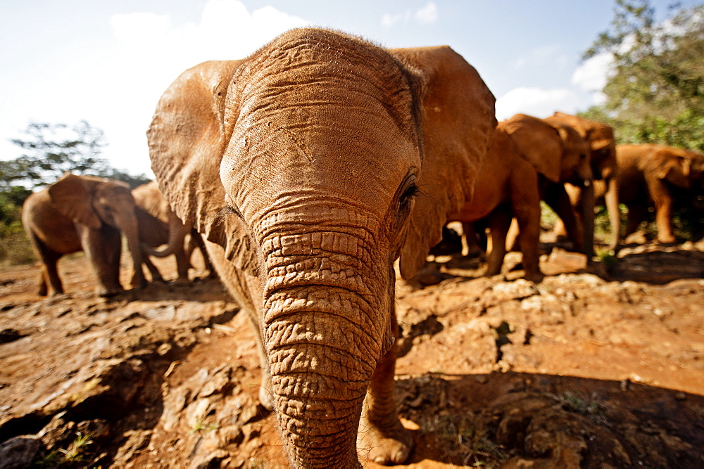 Juvenile elephants (Loxodonta africana) at the David Sheldrick Elephant Orphanage, Nairobi National Park, Nairobi, Kenya, East Africa, Africa 