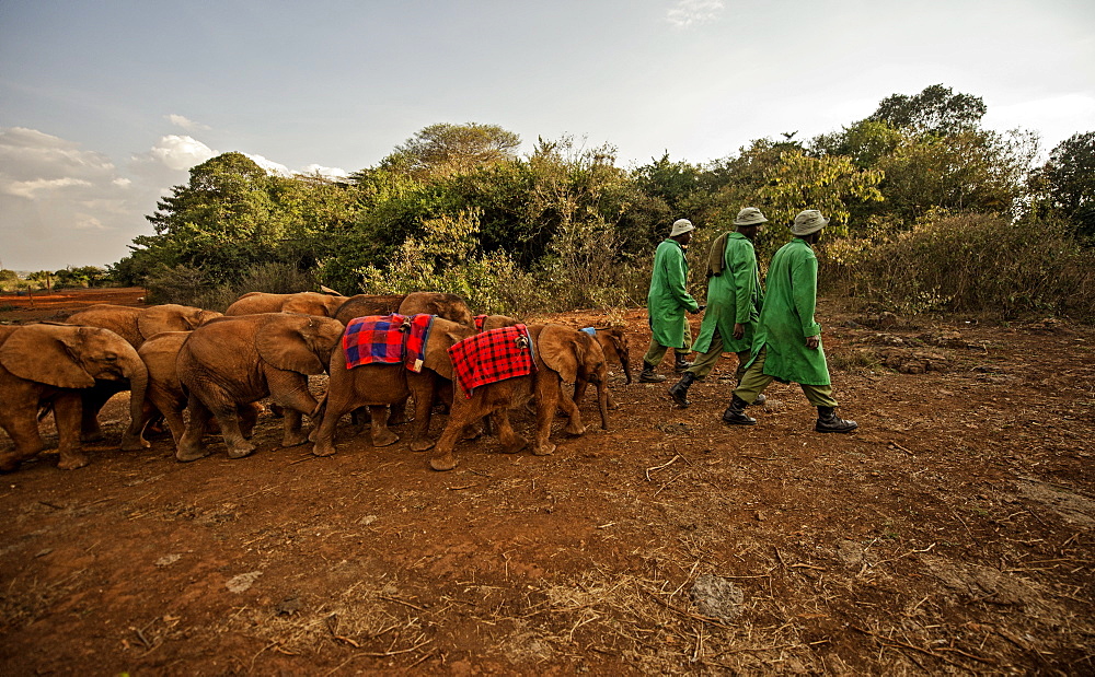 Keepers lead elephants (Loxodonta africana) back from the park into the David Sheldrick Elephant Orphanage at night, Nairobi, Kenya, East Africa, Africa 