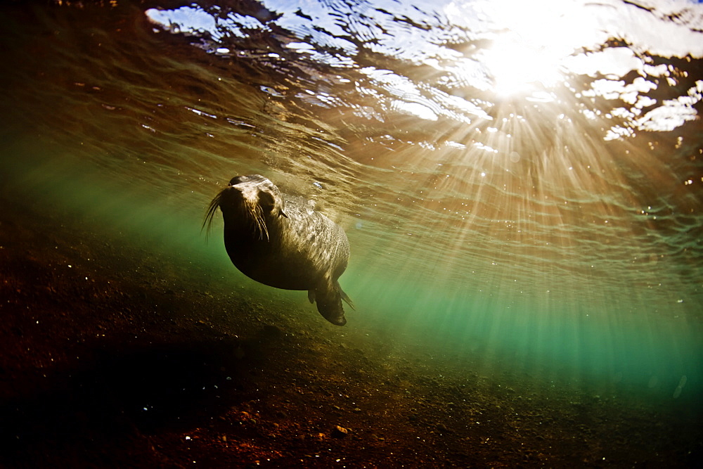 A bull sea lion in the shallow waters around Rabida Island, Galapagos, Ecuador, South America