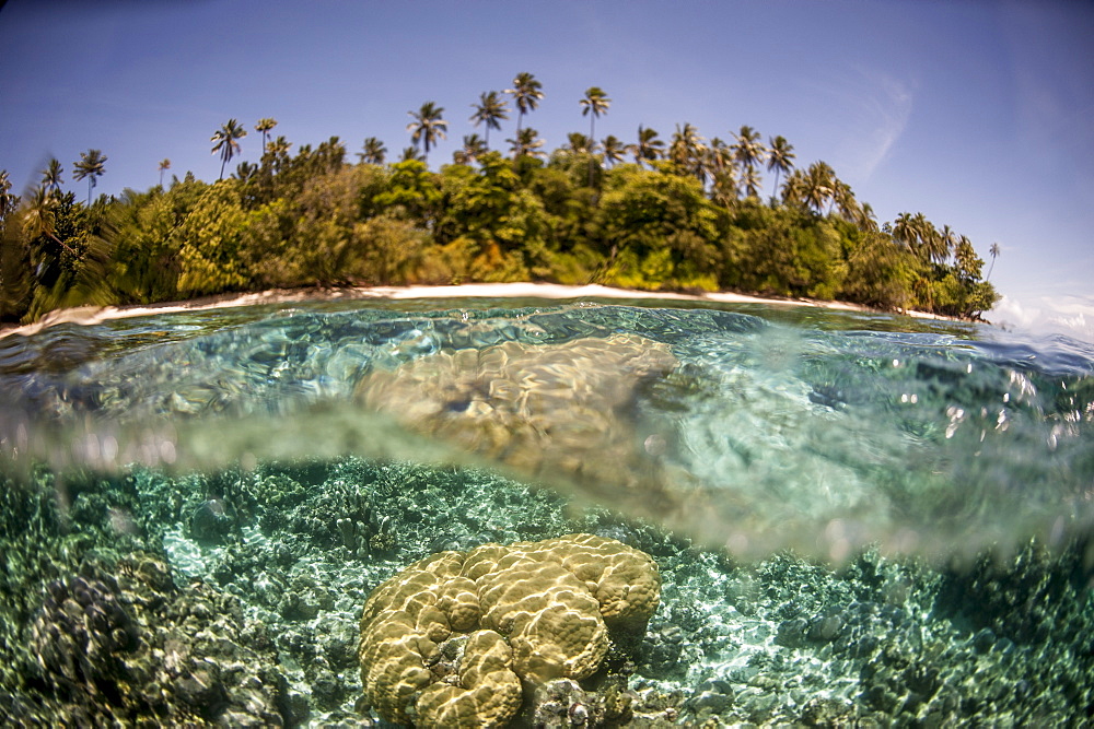 Partially submerged view of shoreline with palm trees, Solomon Islands, Pacific 