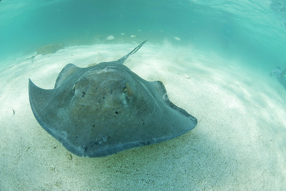 A stingray, Antigua, Leeward Islands, West Indies, Caribbean, Central America