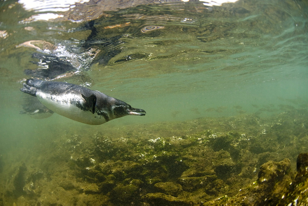 Galapagos penguins, Galapagos Islands, Ecuador, South America