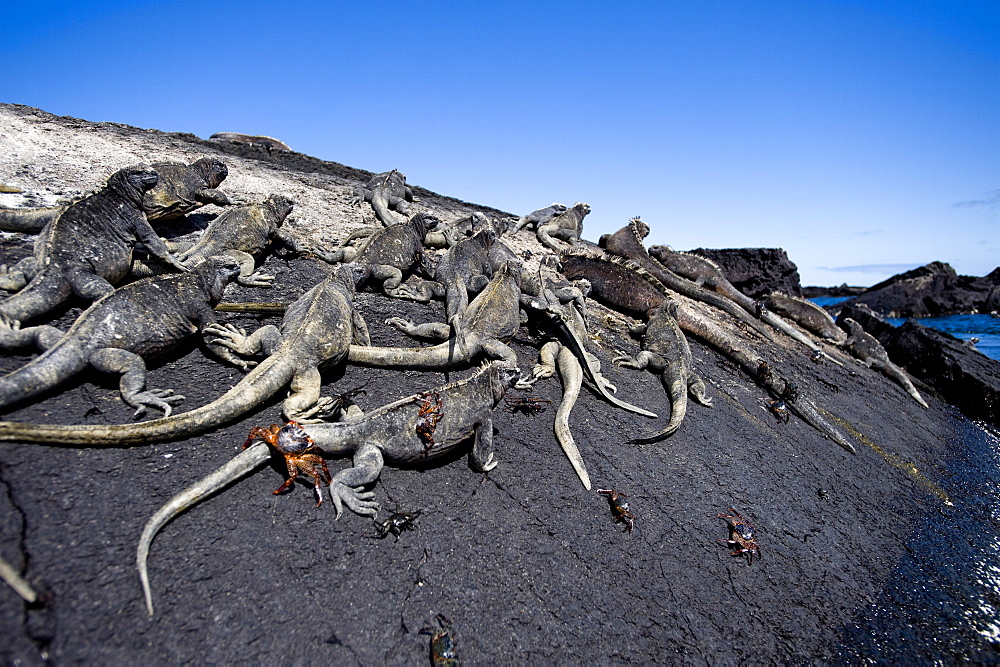 Iguanas, Galapagos Islands, UNESCO World Heritage Site, Ecuador, South America