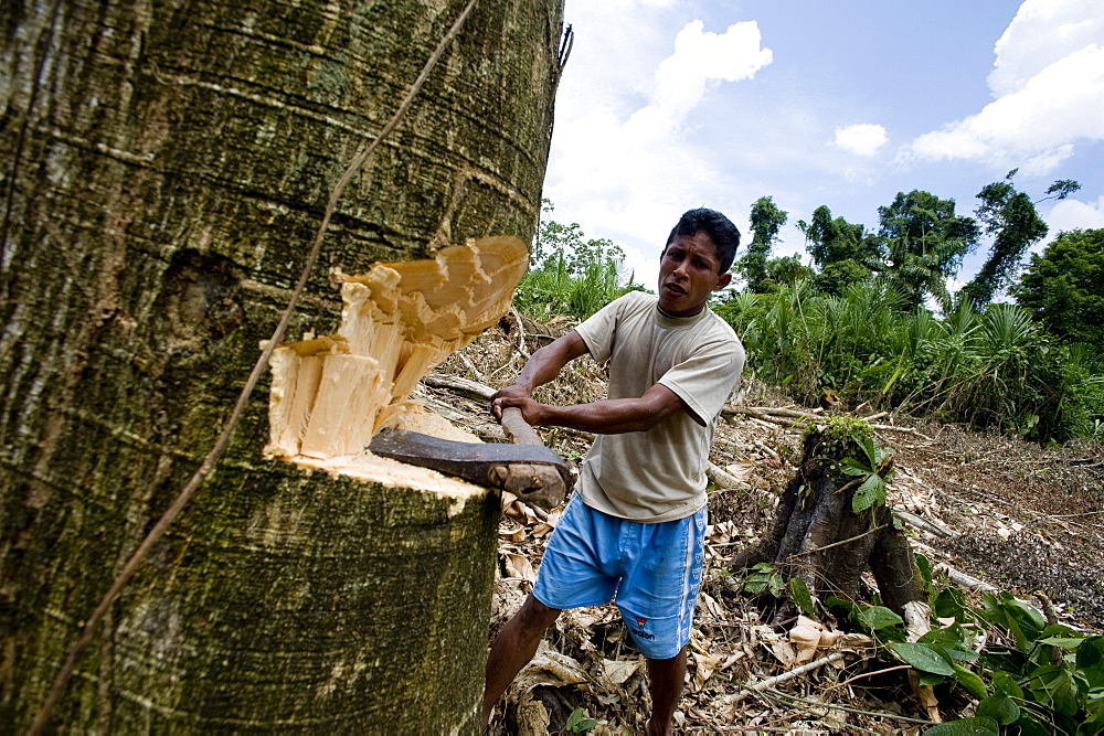 Working in the chakra (garden), Amazon, Ecuador, South America