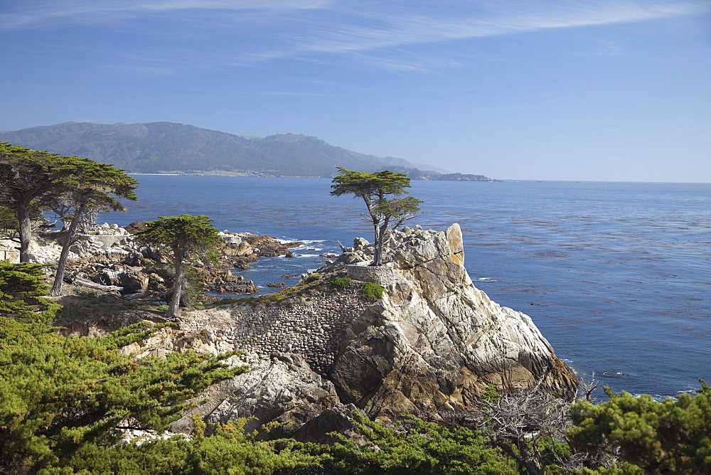 Lonely pine on 17 Mile Drive near Monterey, California, United States of America, North America