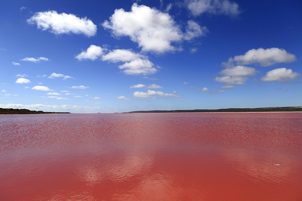 Edible algae provides a pink hue to the Hutt Pink Lagoon, Port Gregory, Western Australia, Australia, Pacific