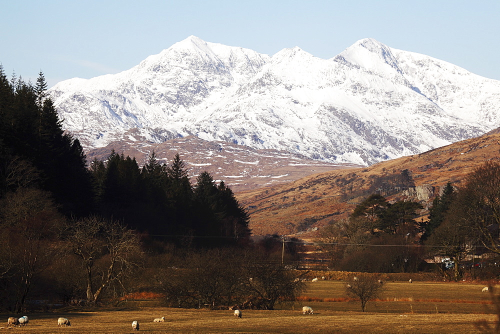 Mount Snowdon capped with snow as Welsh sheep graze on a sunny spring day  in Snowdonia National Park, Wales, United Kingdom, Europe