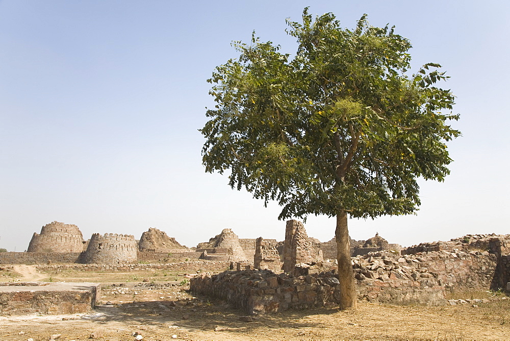 A tree stands outside the walls of the ruined Tughluqabad Fortress, constructed under Ghiyas-ud-Din in 1321 AD and abandoned in 1327 AD, in Delhi, India, Asia