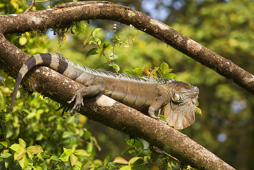 A green iguana (Iguana iguana) (common iguana) (American iguana), in the jungle of Costa Rica, Central America