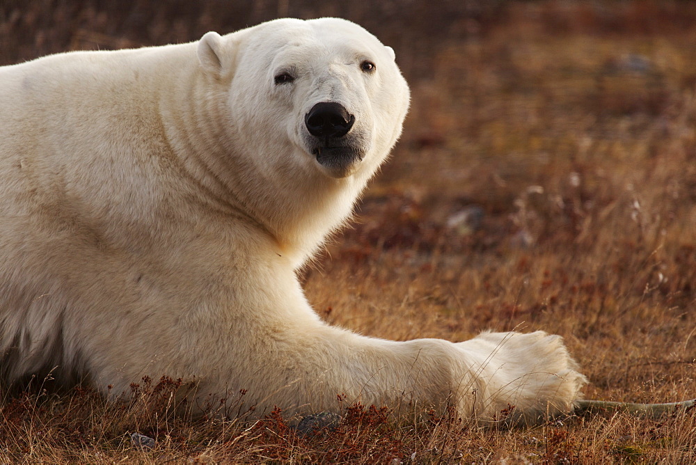 Alert polar bear (Ursus maritimus) on sub-arctic tundra grassland north of Churchill in Manitoba, Canada, North America