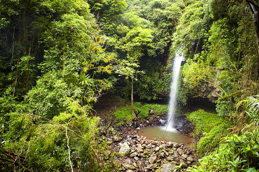 Dorrigo National Park, New South Wales, Australia, Pacific