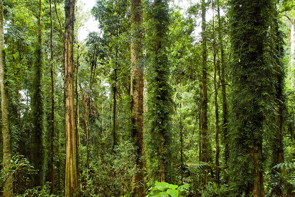 Dorrigo National Park, New South Wales, Australia, Pacific