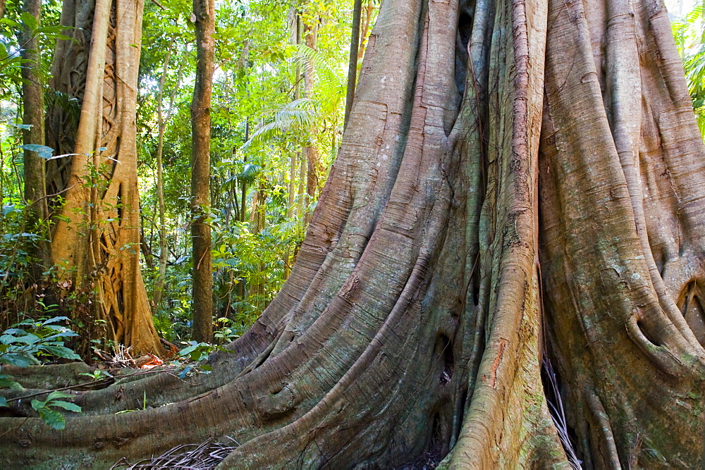 Tamborine National Park, Queensland, Australia, Pacific