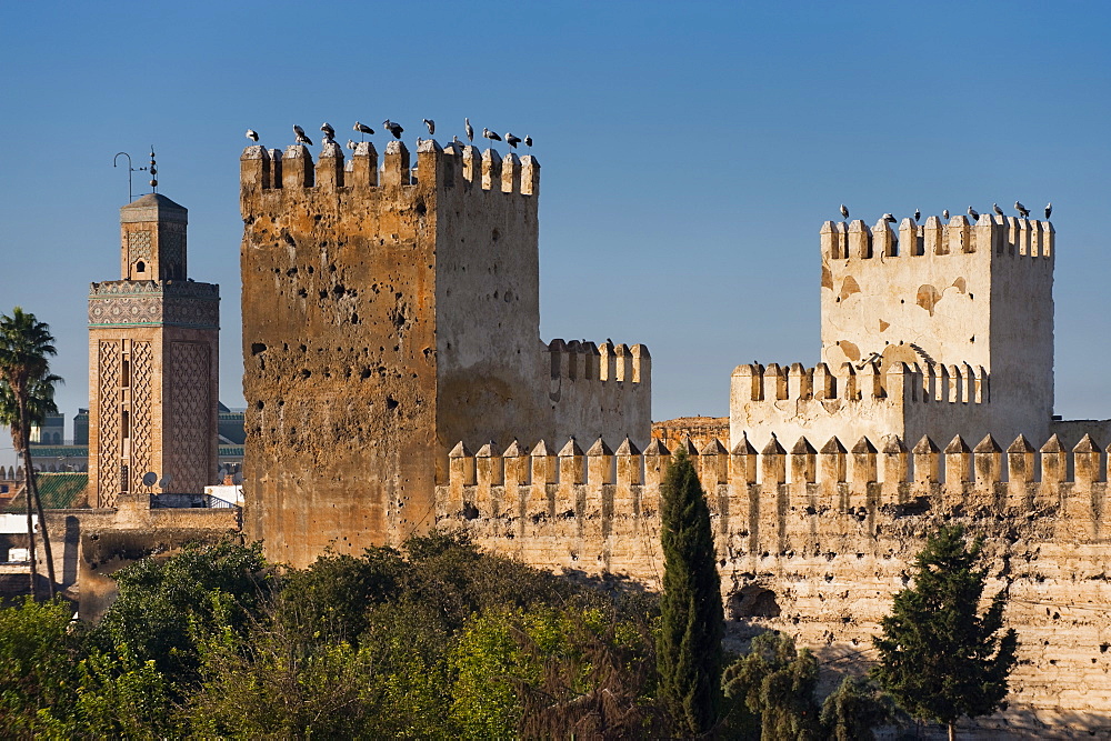 Imperial city walls with storks, Fez, Morocco, North Africa, Africa