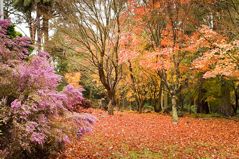 Mount Wilson, Blue Mountains, New South Wales, Australia, Pacific