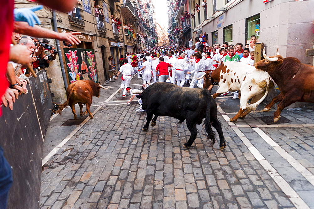 Seventh Encierro (running of the bulls), San Fermin festival, Pamplona, Navarra (Navarre), Spain, Europe