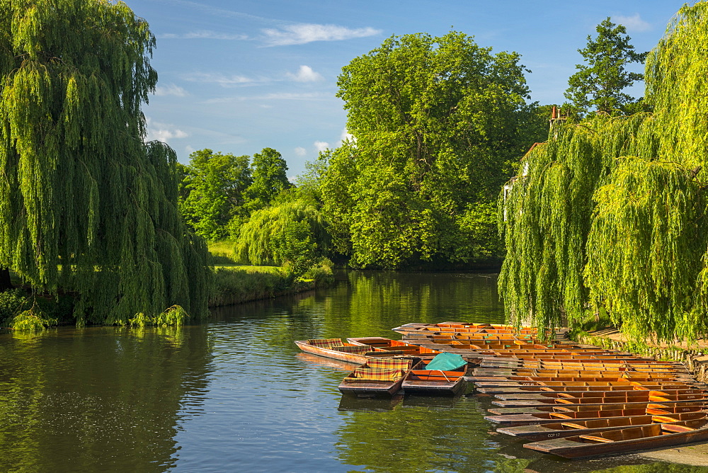 Punting on the River Cam and Mill Pond, Cambridge, Cambridgeshire, England, United Kingdom, Europe