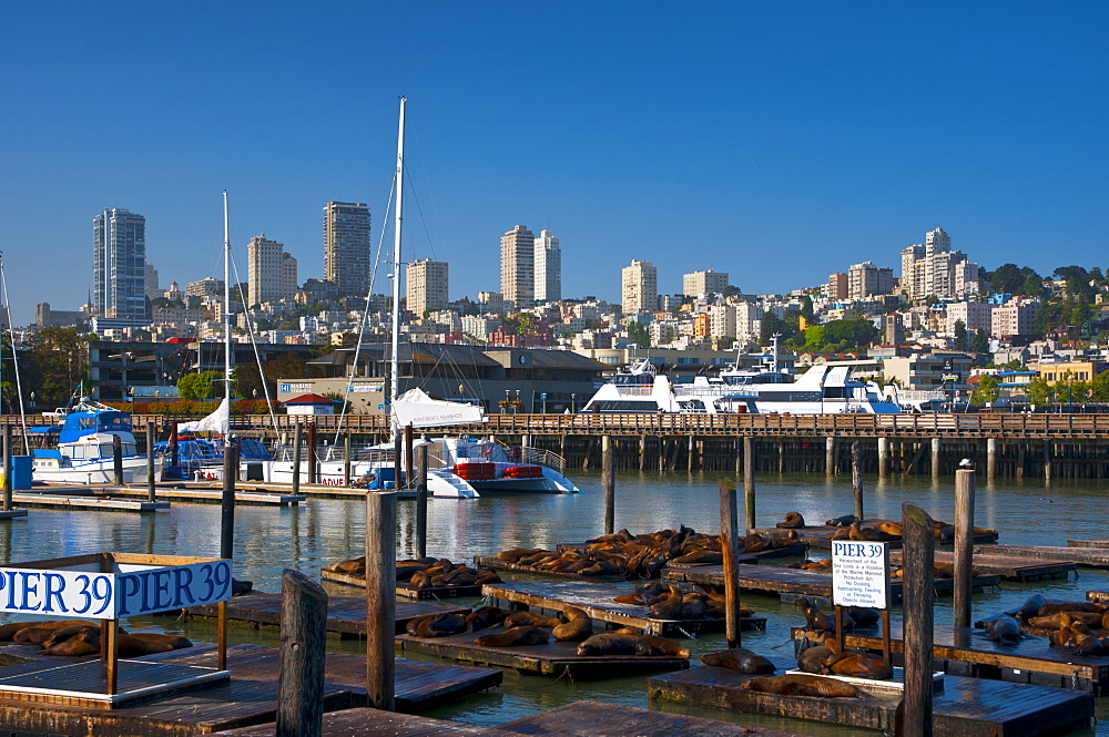 Sea lions, Pier 39, San Francisco, California, United States of America, North America