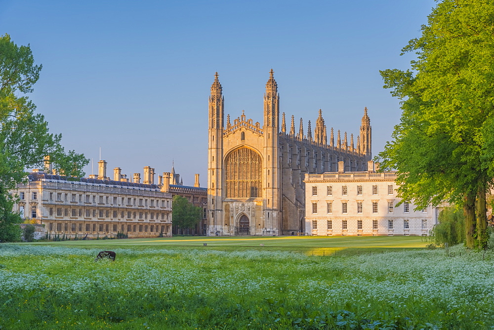 King's College, King's College Chapel, The Backs, Cambridge, Cambridgeshire, England, United Kingdom, Europe