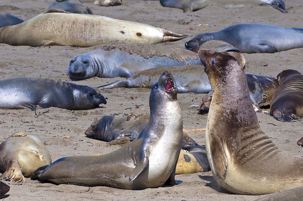 Elephant seals moulting, Piedras Blancas (White Rocks), Highway 1, California, United States of America, North America