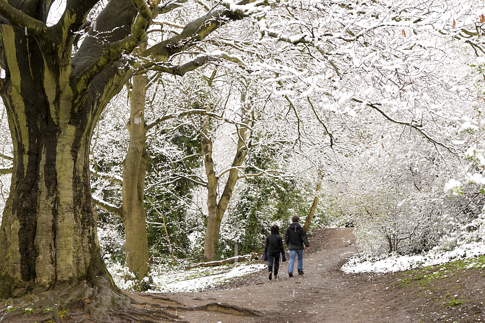 Hampstead Heath in the snow, London, England, United Kingdom, Europe