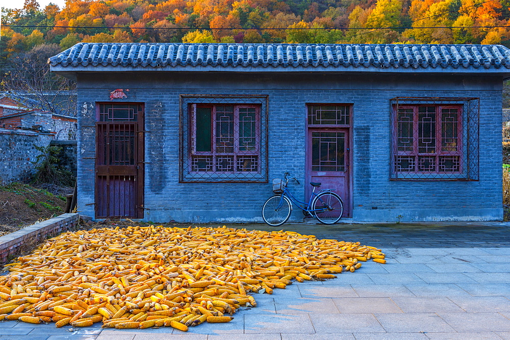 Maize (corn) drying, Gubeikou, Miyun County, Beijing Municipality, China, Asia