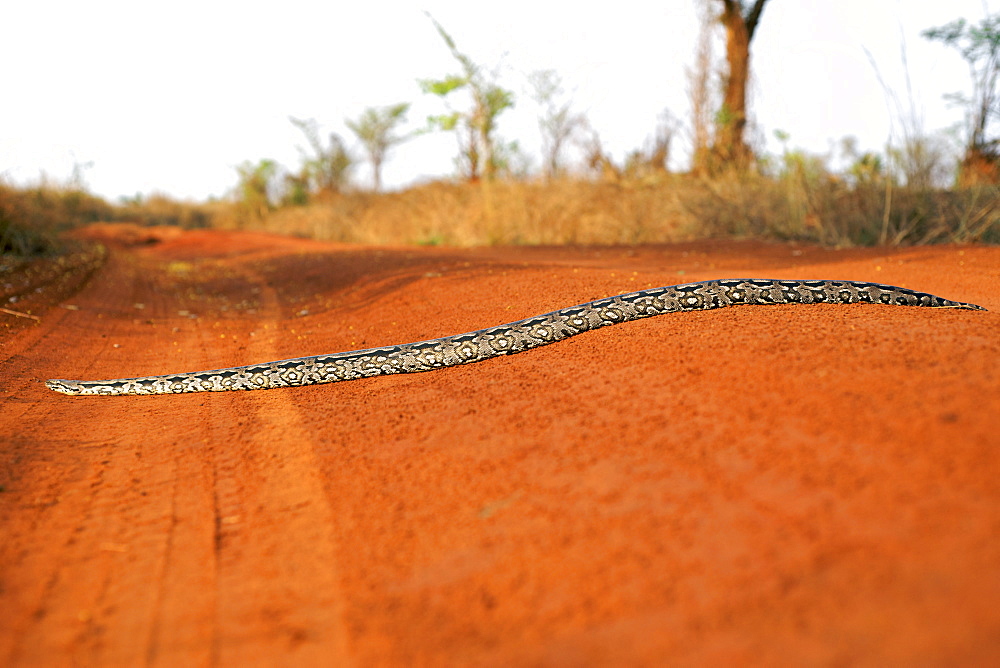 A Madagascan ground boa (Boa madagascariensis), a non-venomous snake endemic to the island, crossing a dirt road in western Madagascar, Madagascar, Africa