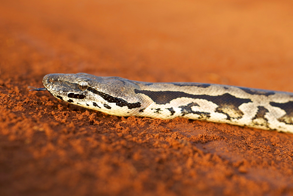 A Madagascan ground boa (Boa madagascariensis), a non-venomous snake endemic to the island, western Madagascar, Madagascar, Africa