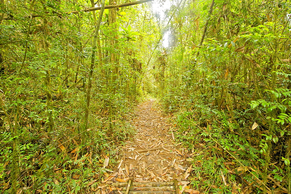 View down the path of one of the hiking trails through the forests of Ranomafana National Park in southeastern Madagascar, Africa