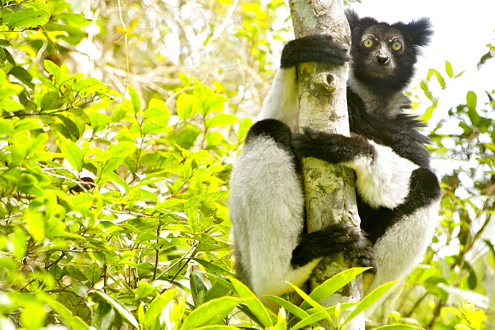 Indri (Indri indri) in the Andasibe-Mantadia National Park in eastern Madagascar, Madagascar, Africa