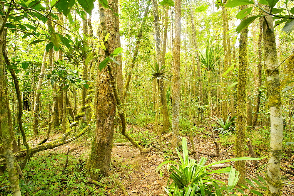 Primary rainforest in the Andasibe-Mantadia National Park in eastern Madagascar, Madagascar, Africa