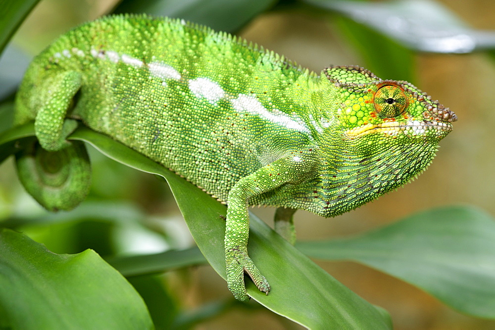 Panther chameleon (Furcifer pardalis) in eastern Madagascar, Madagascar, Africa