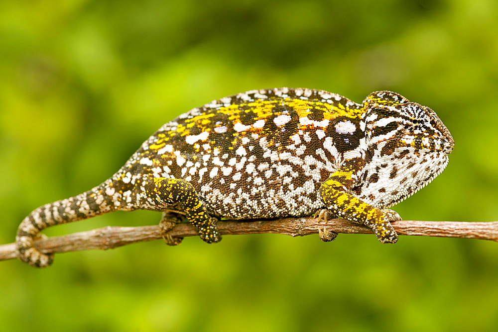 Carpet chameleon (Chamaeleo lateralis) in eastern Madagascar, Madagascar, Africa