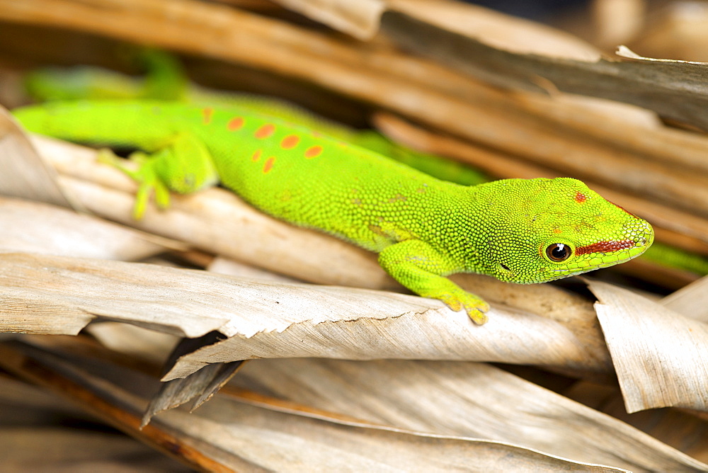 Madagascar day gecko (Phelsuma madagascariensis madagascariensis) in eastern Madagascar, Madagascar, Africa