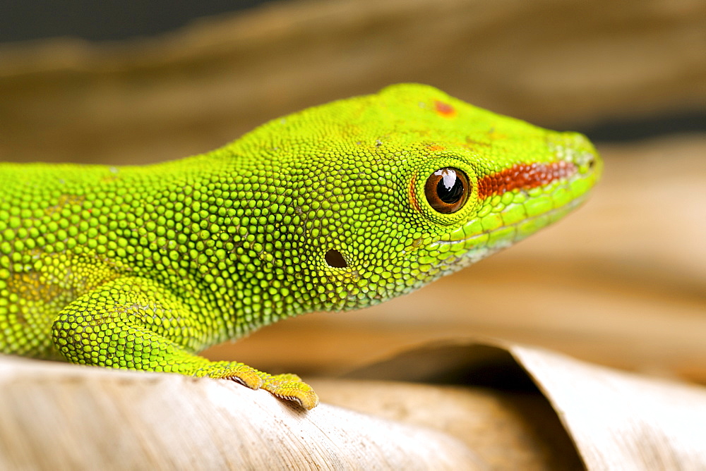 Madagascar day gecko (Phelsuma madagascariensis madagascariensis) in eastern Madagascar, Madagascar, Africa