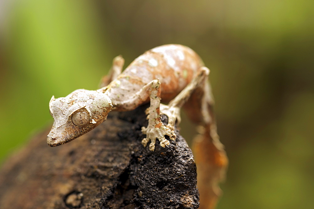 Satanic leaf-tailed gecko (Uroplatus phantasticus) in eastern Madagascar, Madagascar, Africa