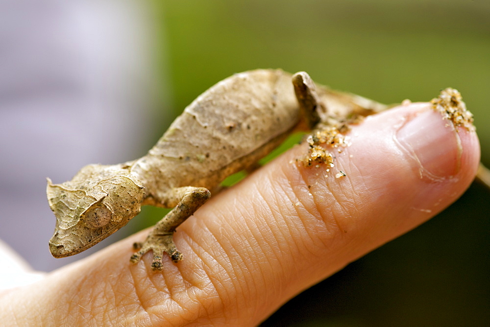 Satanic leaf-tailed gecko (Uroplatus phantasticus) on a man's finger in eastern Madagascar, Madagascar, Africa