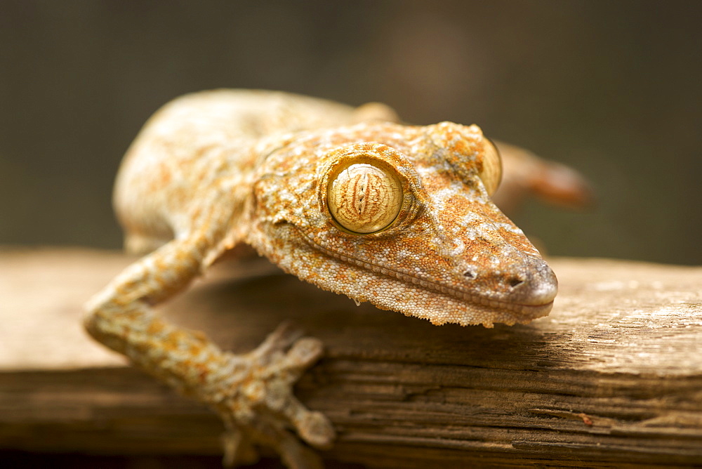 Giant leaf-tailed gecko (Uroplatus fimbriatus) in eastern Madagascar, Madagascar, Africa