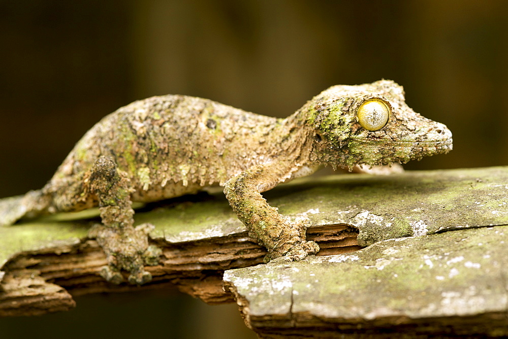 Mossy leaf-tailed gecko (Uroplatus sikorea) on a piece of bark in eastern Madagascar, Madagascar, Africa