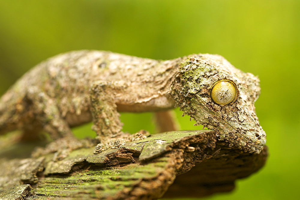 Mossy leaf-tailed gecko (Uroplatus sikorea) on a piece of bark in eastern Madagascar, Madagascar, Africa