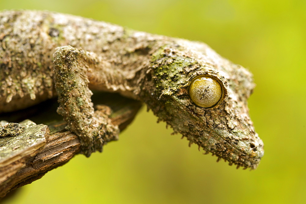 Mossy leaf-tailed gecko (Uroplatus sikorea) on a piece of bark in eastern Madagascar, Madagascar, Africa