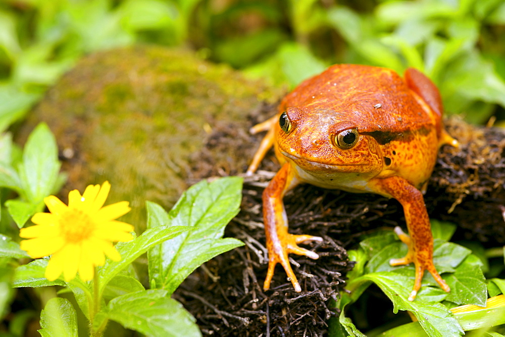 Tomato frog (Dyscophus antongilii) in eastern Madagascar, Madagascar, Africa