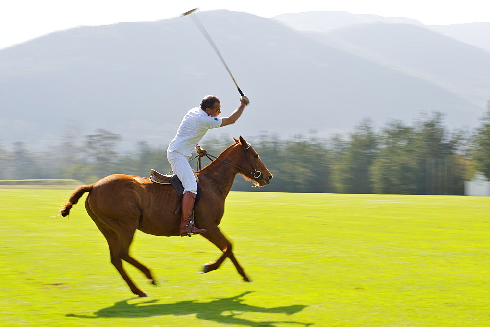 Practising polo on the Kurland estate in Plettenberg Bay on the Garden Route, Western Cape, South Africa, Africa