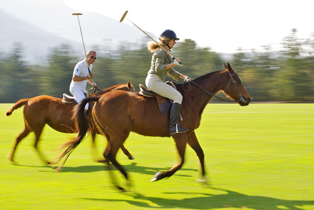 Practising polo on the Kurland estate in Plettenberg Bay on the Garden Route, Western Cape, South Africa, Africa