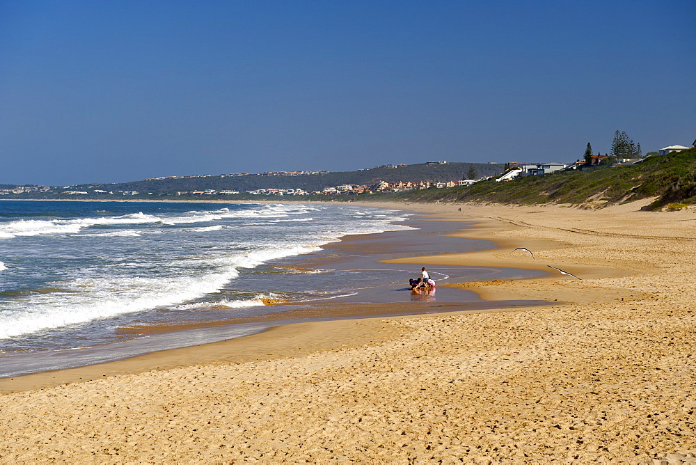 Robberg beach in Plettenberg Bay on the Garden Route, Western Cape, South Africa, Africa