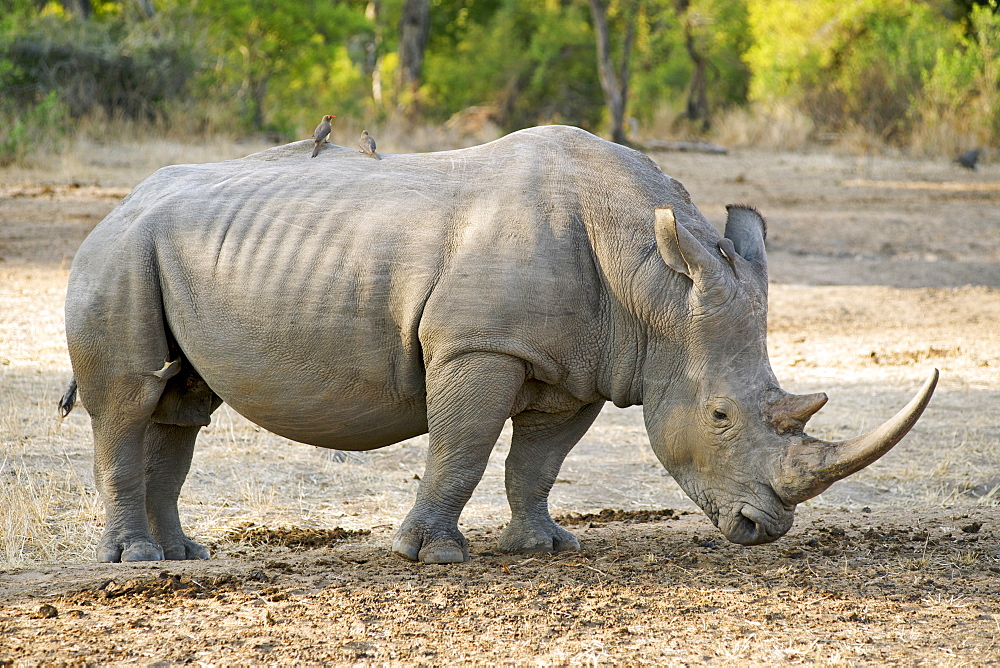 White Rhinoceros (Ceratotherium simum) at the andBeyond Ngala Lodge, South Africa, Africa