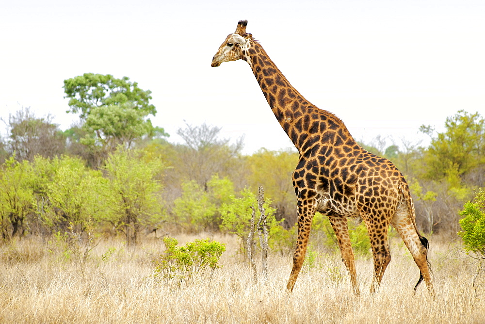 Giraffe (Giraffa camelopardalis) at the and Beyond Ngala Lodge, South Africa, Africa